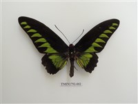 藏品(紅頸鳥翼蝶)的圖片